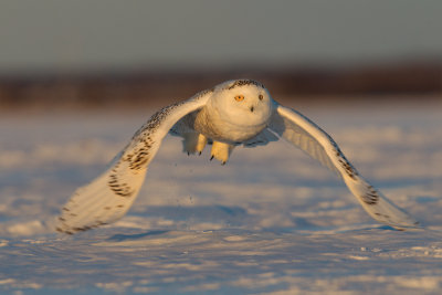 snowy owl -- harfang des neiges.jpg