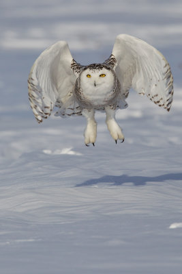 Snowy Owl -- HarFang des Neiges