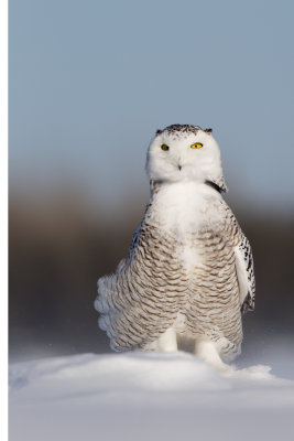 Snowy Owl -- HarFang des Neiges