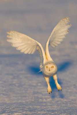 snowy-owl----harfang-des-neiges-16.jpg