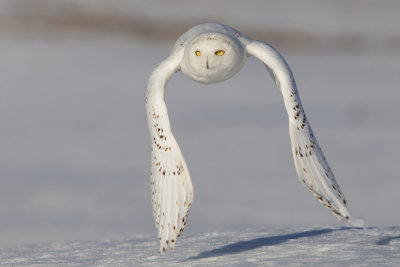 Snowy-Owl----HarFang-des-Neiges-20.jpg