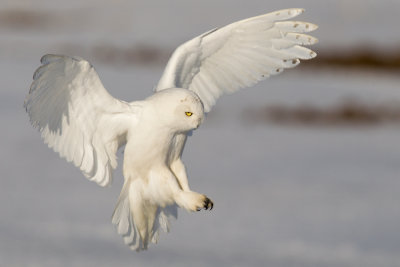 Snowy-Owl----HarFang-des-Neiges-.jpg
