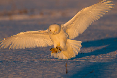 Snowy Owl -- HarFang des Neiges .jpg