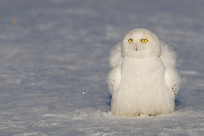 snowy owl -- harfang des neiges