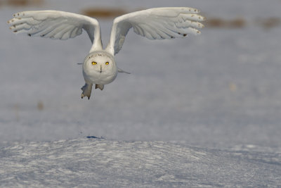 snowy-owl----harfang-des-neiges-10.jpg