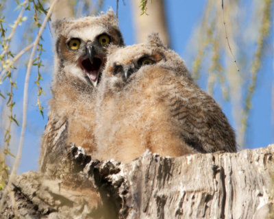 Great Horned Owlets