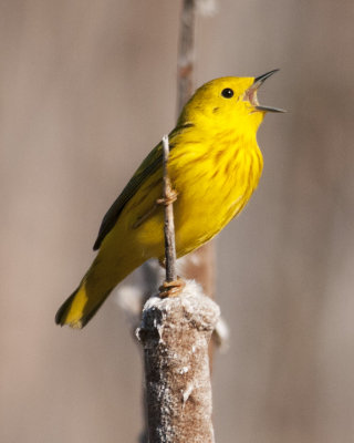Morning Song of a Yellow Warbler