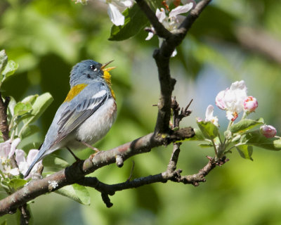 Northern Parula in Song