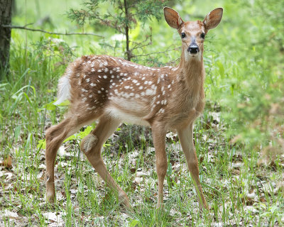 A Chance Encounter with a Whitetail Fawn