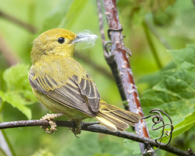 Yellow Warbler