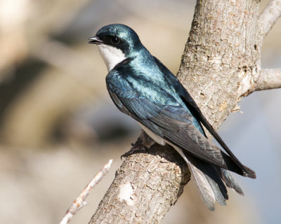 Tree Swallow