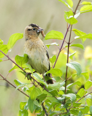 Female Boblink with Food