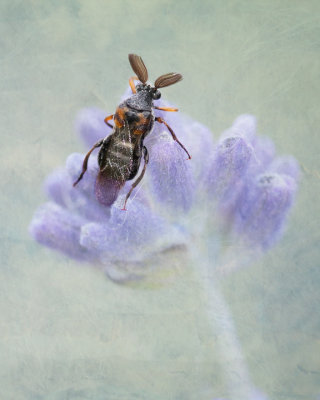 Insect on Lavender