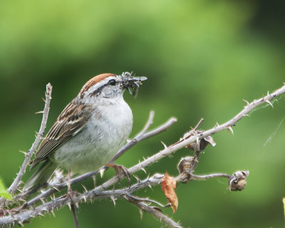 Chipping Sparrow with a Mouthful