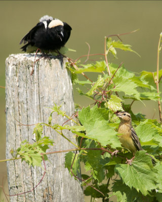 Bobolink Love Spat!!