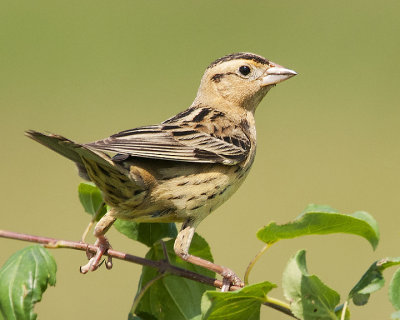 Female Bobolink