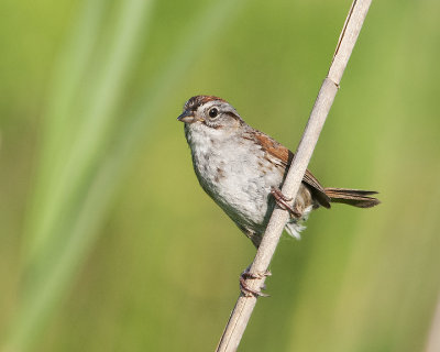 Swamp Sparrow