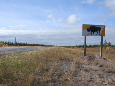 Buffalo Crossing