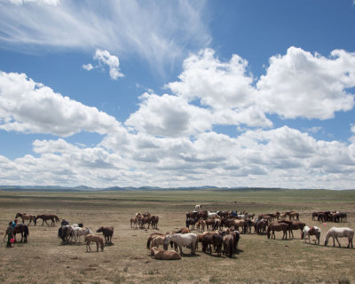 North Mongolian Herd of Horses