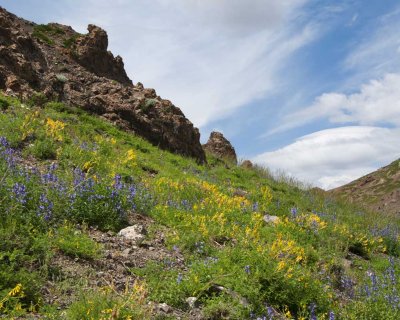 Wildflowers in the Valley of the Eagle