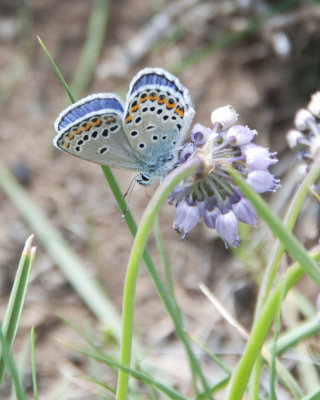 Colourful Butterfly-Valley of the Eagle