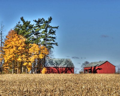 Red Barns in Autumn