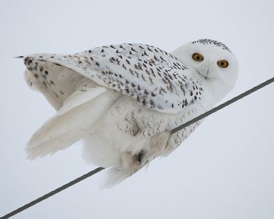 Snowy Owl on McEwen Road