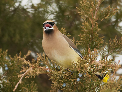 Cedar Waxing
