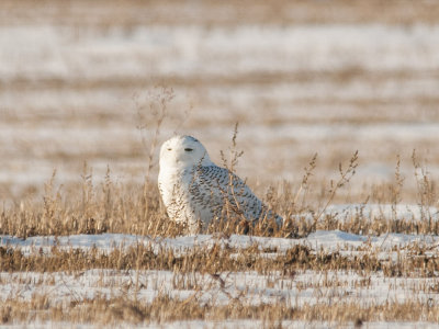 Snowy Owl-Seed Road