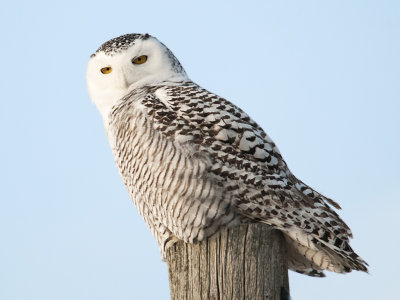 Snowy Owl-Strathroy