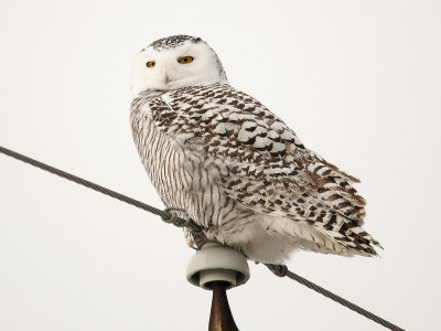 Snowy Owl-Strathroy