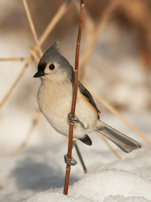 Tufted Titmouse