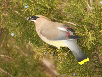 Cedar Waxwing Reaching for a Berry