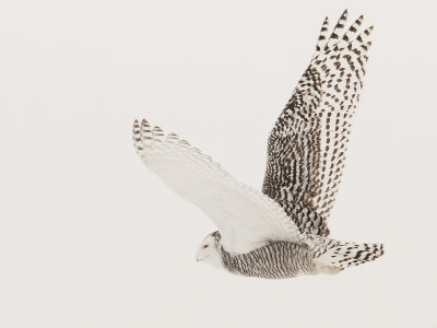 Snowy Owl-Strathroy