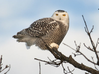 Snowy Owl-Strathroy