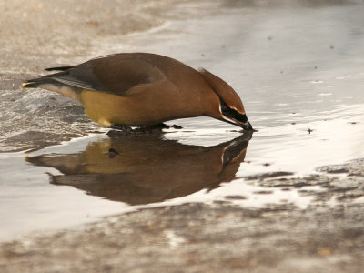 Winter Reflection