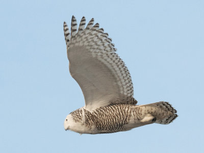 Snowy Owl in Flight