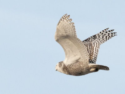 Snowy Owl in Flight
