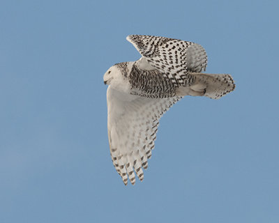 Snowy Owls and Other Winter Birds