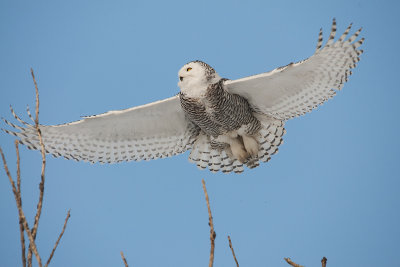 Snowy Owl in Flight 3