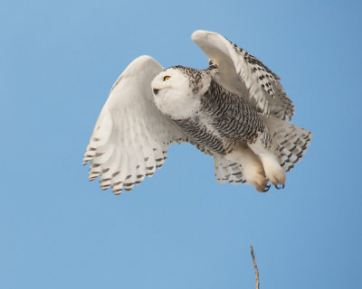 Snowy Owl in Flight 2