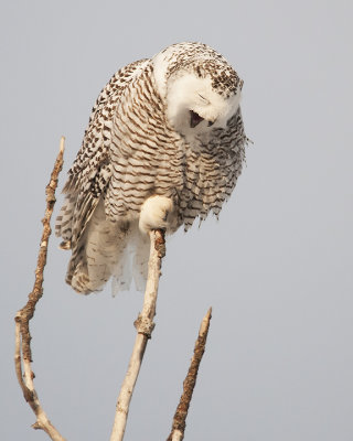 Snowy Owl with Pellet 1