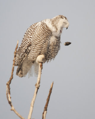 Snowy Owl with Pellet 2
