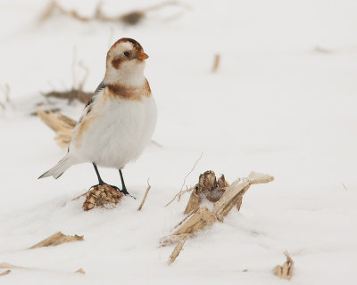 Snow Bunting