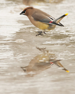 Cold on the Toes-Cedar Waxwing jumps the puddle