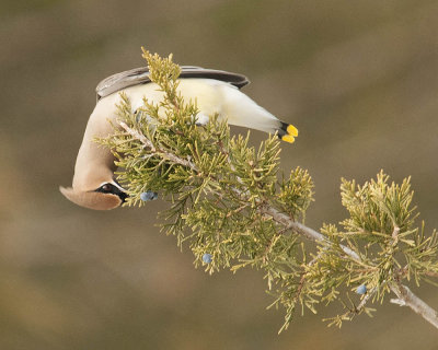 Out on a Limb for Juniper Berries