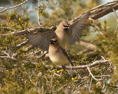 Cedar Waxwing coming in for a Landing