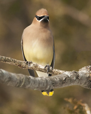 Here's Looking at You