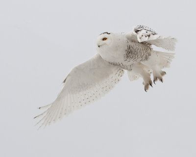 Snowy Owls and Other Winter Birds