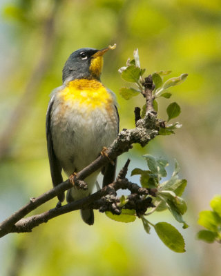 Northern Parula